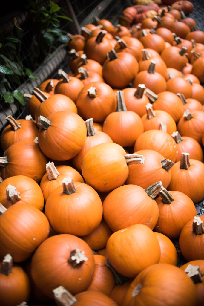 fall bucket list pumpkin patch