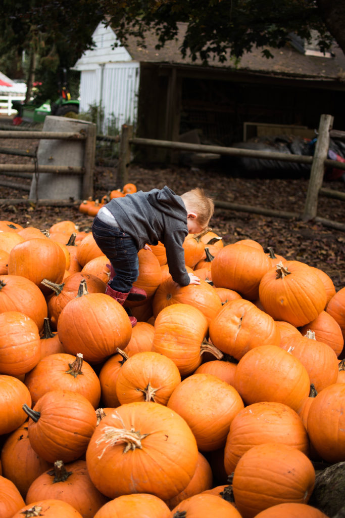 fall bucket list pumpkin patch